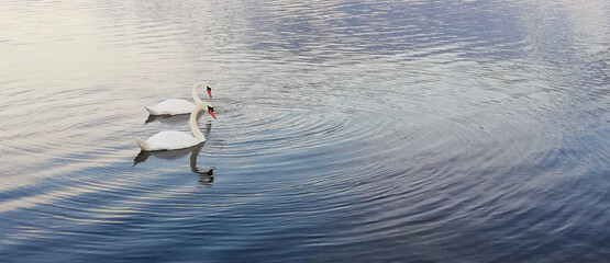 two swans in the sea water