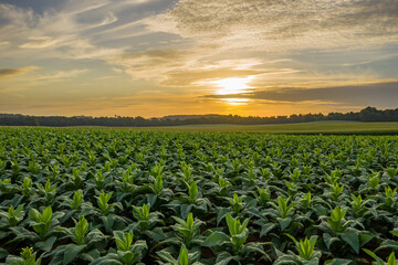 field of tobacco at sunrise