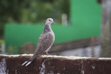 Pigeon On A Fence, Spotted Dove