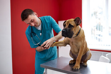 confident vet doctor checking nails of dog, maintain animal health, in vet clinic