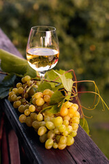 Poster - Glass of white wine and grapes with leaves.