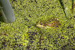  green water frog swims well camouflaged in the pond