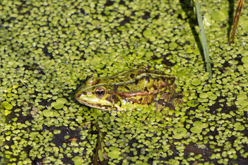  green water frog swims well camouflaged in the pond