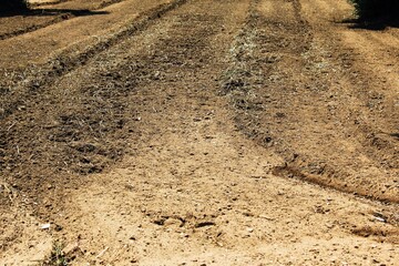 Plowed field, olive grove in Attica, Greece.