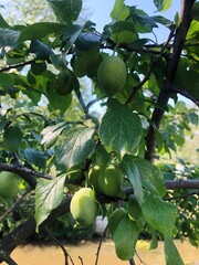 Poster - Green plums on a tree in the summer garden 