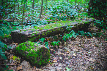 Wall Mural - moss on a tree bench in the woods