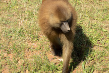 Baboon Of Guinea