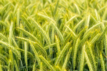 A selective focus shot of green ears of triticale yields. Full frame of growing triticale (hybrid of wheat and rye)