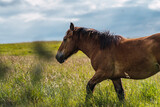 Fototapeta Konie - Horses grazing and roaming freely