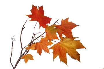 Branch of autumn red maple leaves isolated on white background