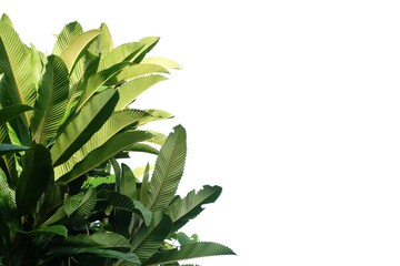 Tropical elephant apple tree with leaves branches on white isolated background for green foliage backdrop 