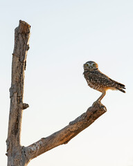 Wall Mural - Burrowing Owl on tree limb perch