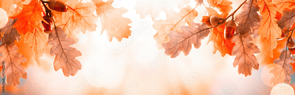 Autumn yellow leaves of oak tree with acorns in autumn park. Fall ...