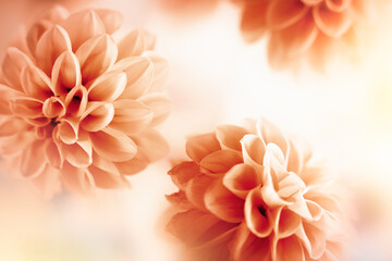 Wall Mural - Autumn floral composition made of fresh dahlia on light pastel background. Festive flower concept with copy space.