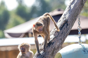 Two adolescent Hamadryas Baboons on a tree branch