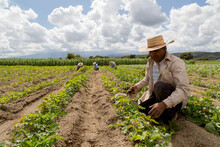 Portrait Of A Mexican Farmer Cultivating Amaranth