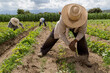 © Nailotl - hispanic farmers manual amaranthus planting in a Mexico's farming field