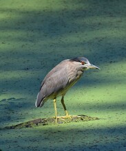 An Immature Night Heron (Nycticorax Nycticorax) Hunting From The End Of A Submerged Log, Against The Green Surface Of Pinto Lake In California
