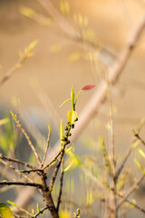 spring in the garden