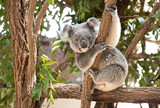 Koala Bear sitting in a tree looking face on