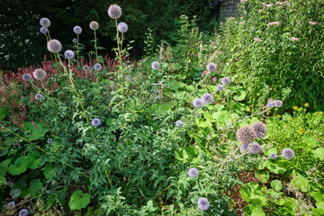 Wall Mural - Fiori da giardino