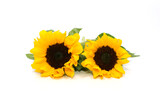 Fototapeta  - sunflower isolated on white background