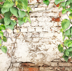 Canvas Print - Old brick wall with liana branches and tropical leaves