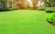 Green Grass Lawn In Backyard Outdoor Garden 