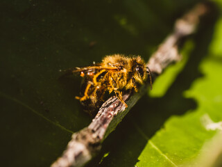 Wall Mural - bee on a leaf