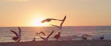 Seagulls Fly Away In Super Slow Motion Over Pacific Sunset