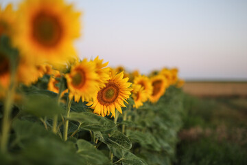 Wall Mural - Blooming yellow sunflower field at sunrise in summer. natural background.