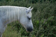 koń zwierze biały nakrapiany głowa grzywa