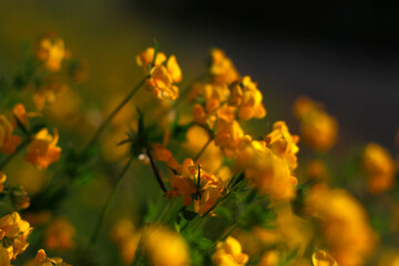 Wall Mural - Flowers in the countryside