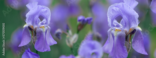 Banner beautiful purple iris flowers grow.