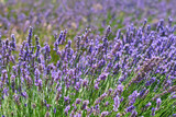 Fototapeta Lawenda - lavender close up