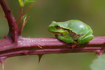 European Tree Frog (Hyla arborea) sitting on a Bramble (Rubus sp.) bush in the forest in Noord Brabant in the Netherlands