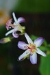 Przepiekne kwiaty trójsklepki owłosionej (Tricyrtis hirta), odmiana 'Raspberry Mousse'