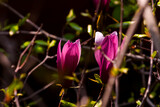 Fototapeta Kwiaty - Beautiful pink Magnolia flower.