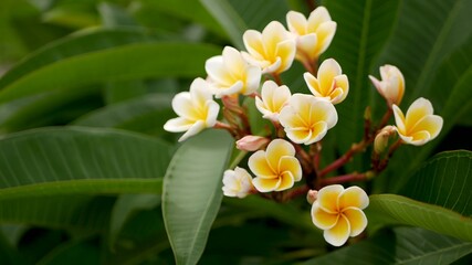 Wall Mural - Blurred close up macro of colorful tropical flower in spring garden with tender petals among sunny lush foliage. Abstract natural exotic background with copy space. Floral blossom and leaves pattern.