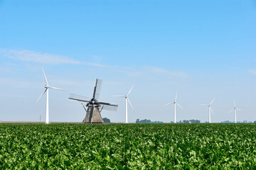 A row of white windturbines behind an old traditional dutch windmill in an agricultural field under a blue sky in summer. Old and new concept. 