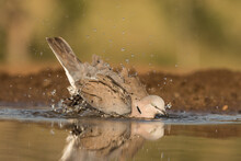 A Cape-Turtle Dove Taking A Bath At The Shall Edge Of The Water.

