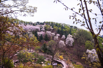 Canvas Print - Beautiful white cherry blossom flower trees and early spring color trees background cloudy blue sky.