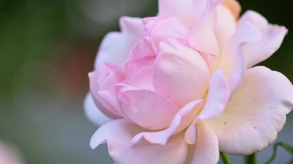 Fotomurales - Pinkish white rose in garden