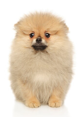 Sticker - Cute Pomeranian Spitz looking at the camera