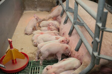 Livestock Breeding. Piglets Feeding From Mother Pig