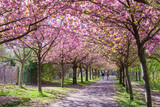 Fototapeta Przestrzenne - Ciliegi, natura e colori in primavera, strada sporca in mezzo al bosco e fiori di ciliegio
