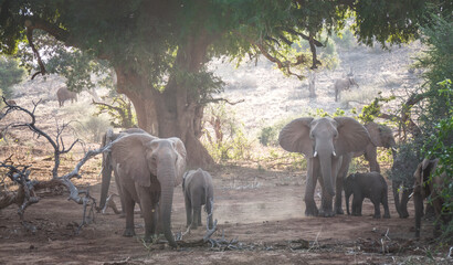Wall Mural - Elefantenherde im Kruger National Park, Südafrika