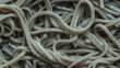 Japanese soba noodle in full screen. Buckwheat noodle of Japan. Close up