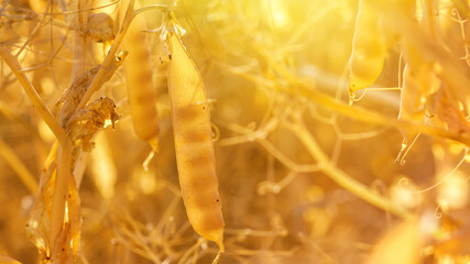 Wall Mural - Rural landscape, banner - pea field in the rays of the summer sun, closeup with space for text