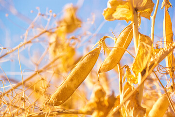 Wall Mural - Rural landscape, banner - pea pods in the rays of the summer sun, closeup with space for text